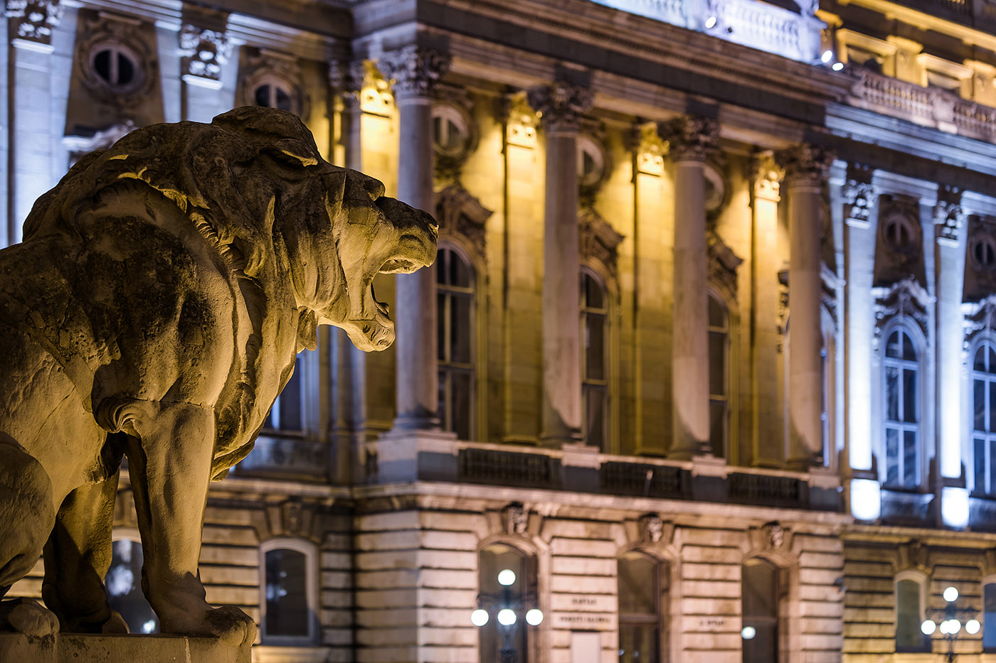Lion statue in Buda Castle #45