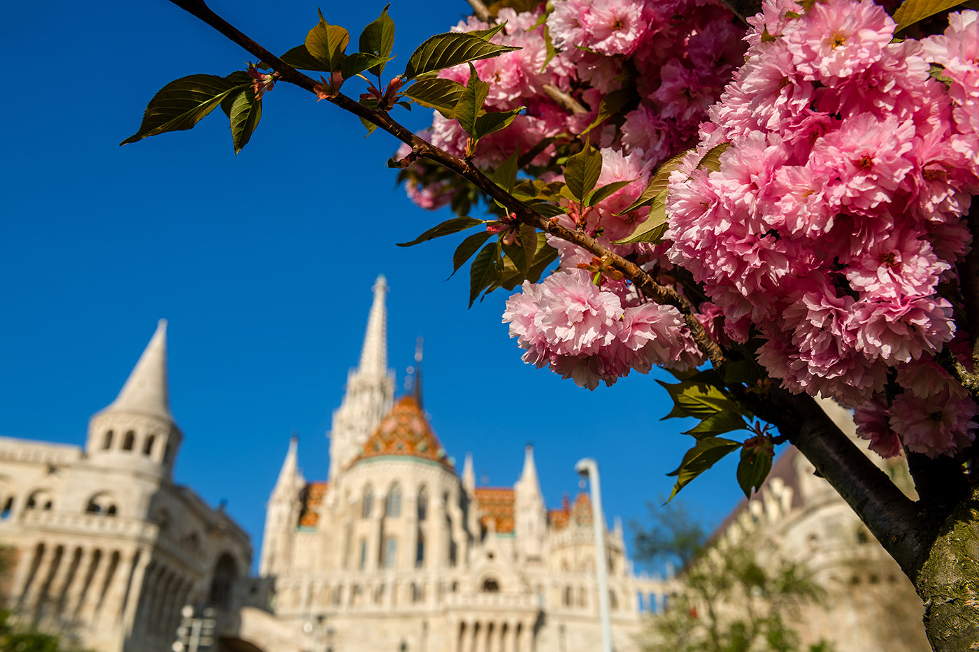 Fisherman's Bastion in Spring #109
