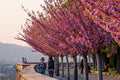Árpád Tóth Promenade in Spring #322