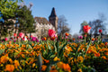 Vajdahunyad Castle in spring #380