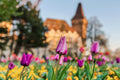 Vajdahunyad Castle in spring #382