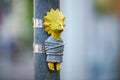 Street art at Jászai Mari Square #431