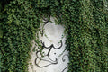 Street art a Markusovszky téren #452