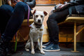 Dog on tram 47/49 #516
