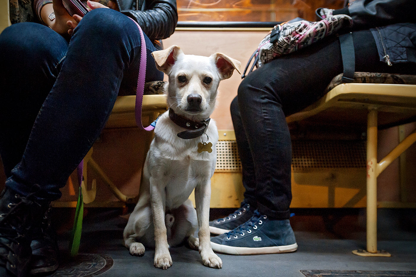Dog on tram 47/49 #516