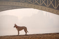 Dog on Margaret Island #560