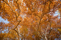 Autumn foliage on Margaret Island #569
