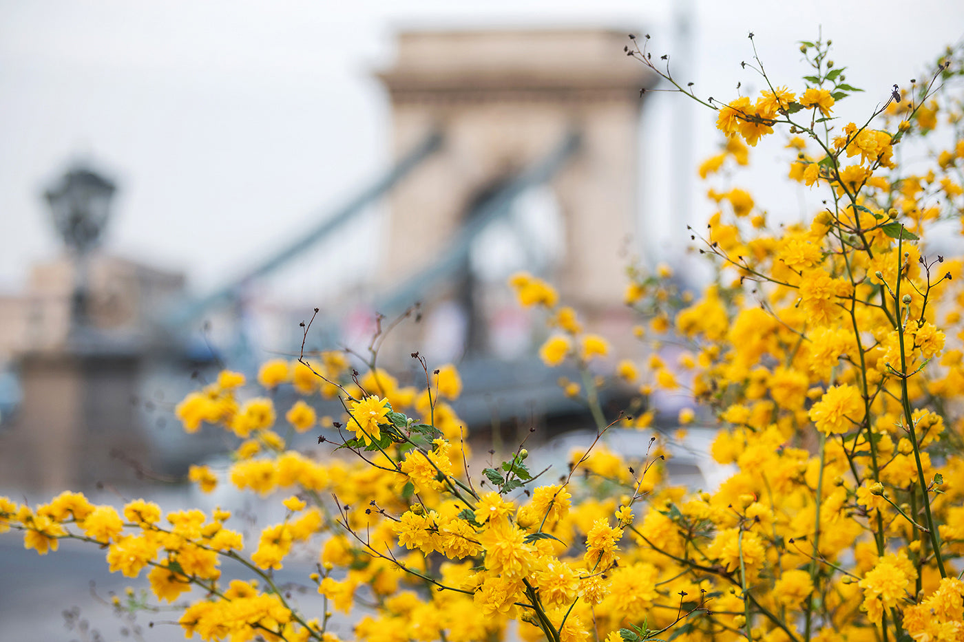 Chain Bridge from Clark Ádám Square in spring #583