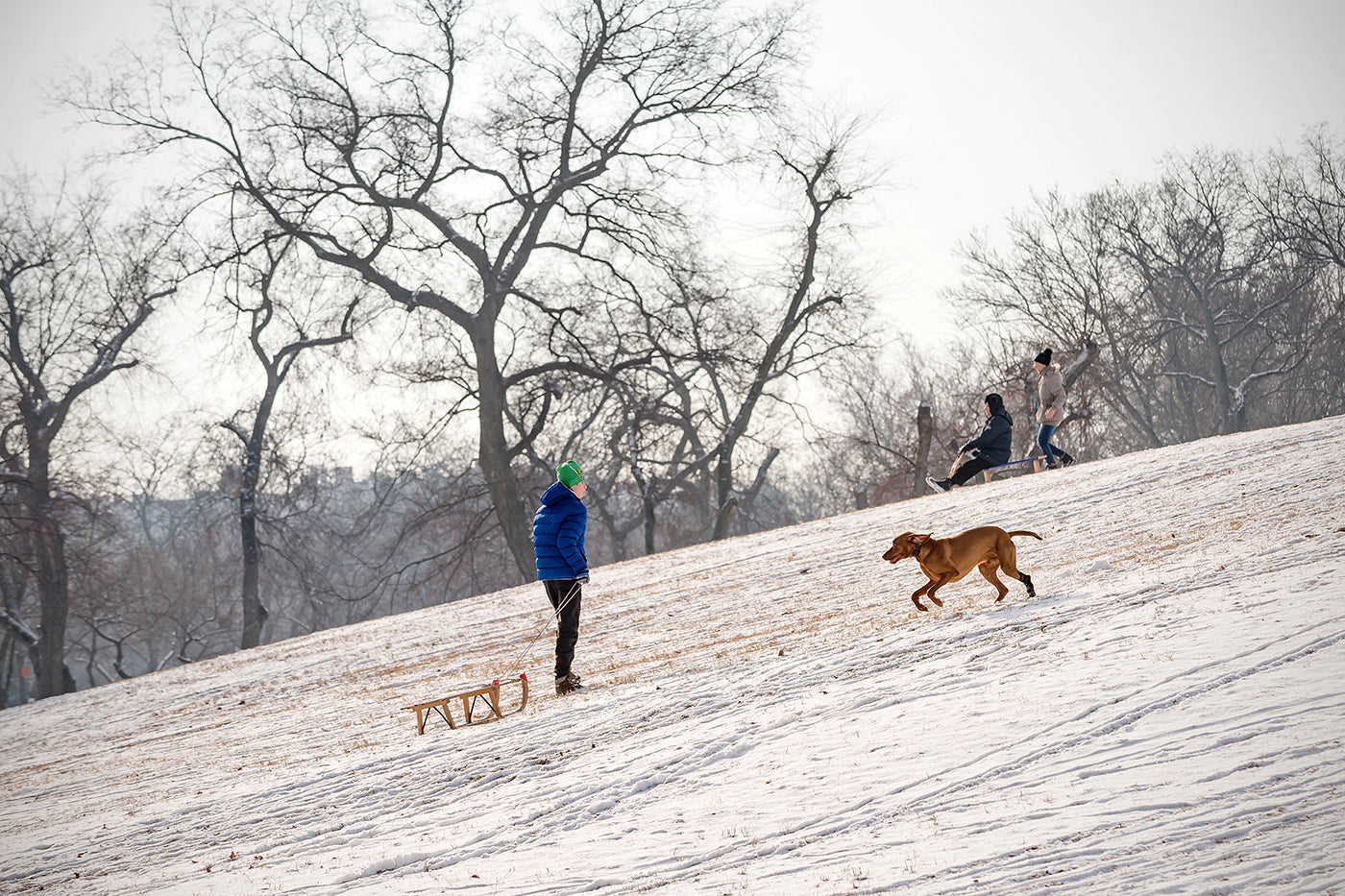 Sledding in the City Park #1202