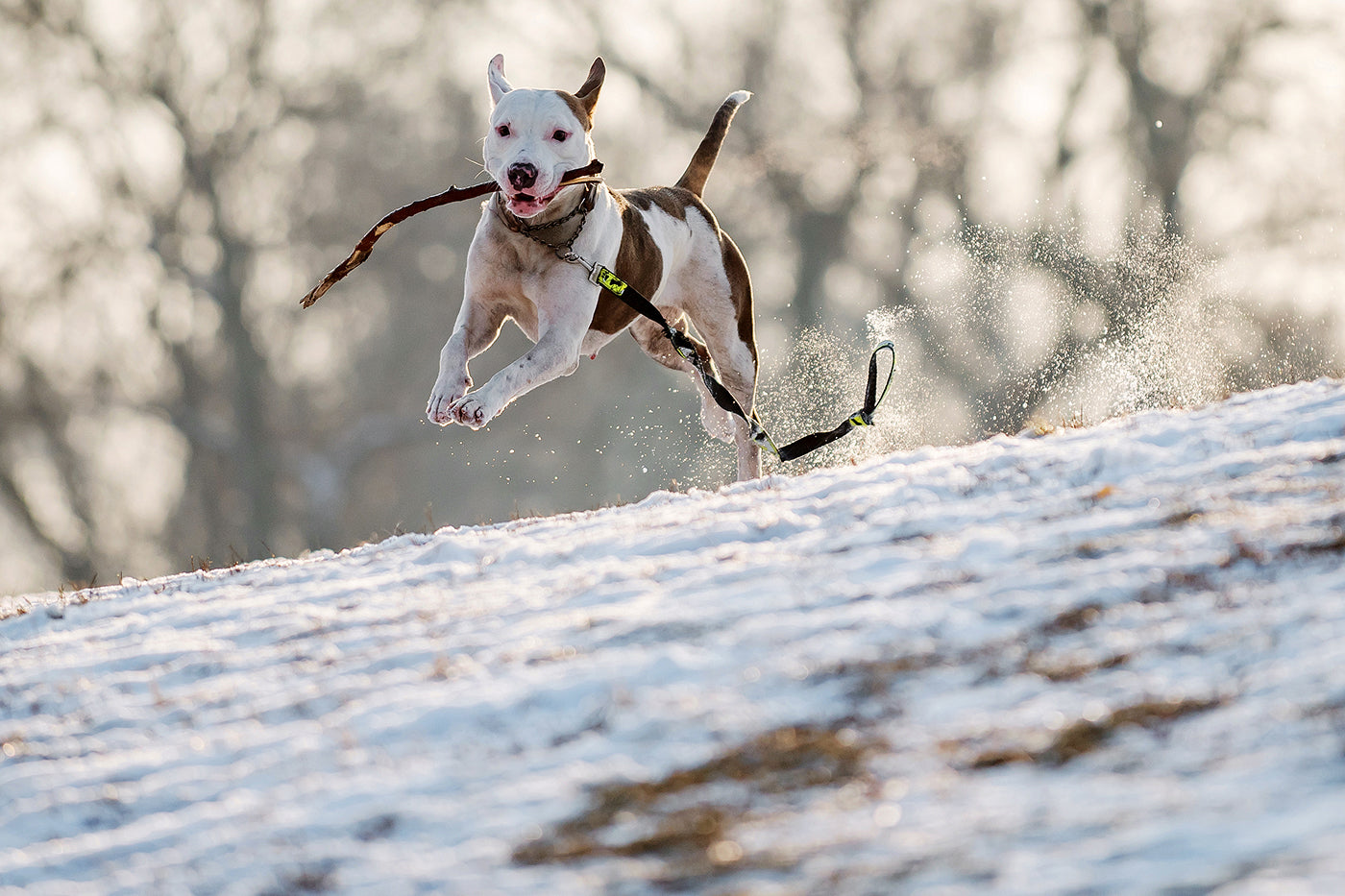 Happy dog ​​in the snowy City Park #1205