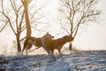 Dogs running in the snowy City Park #1206