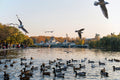 Birds on the City Park Lake in autumn #1227