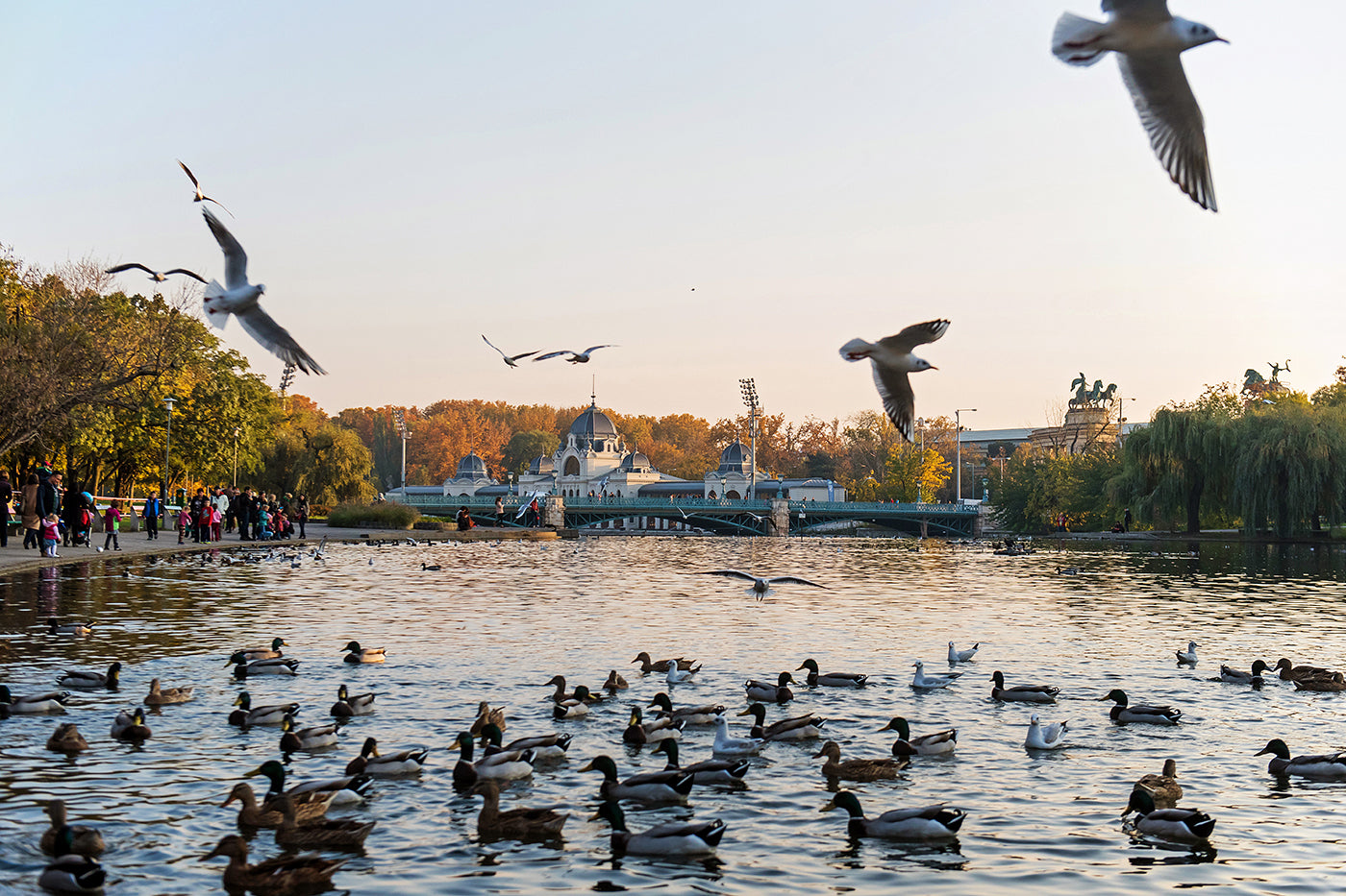 Birds on the City Park Lake in autumn #1227