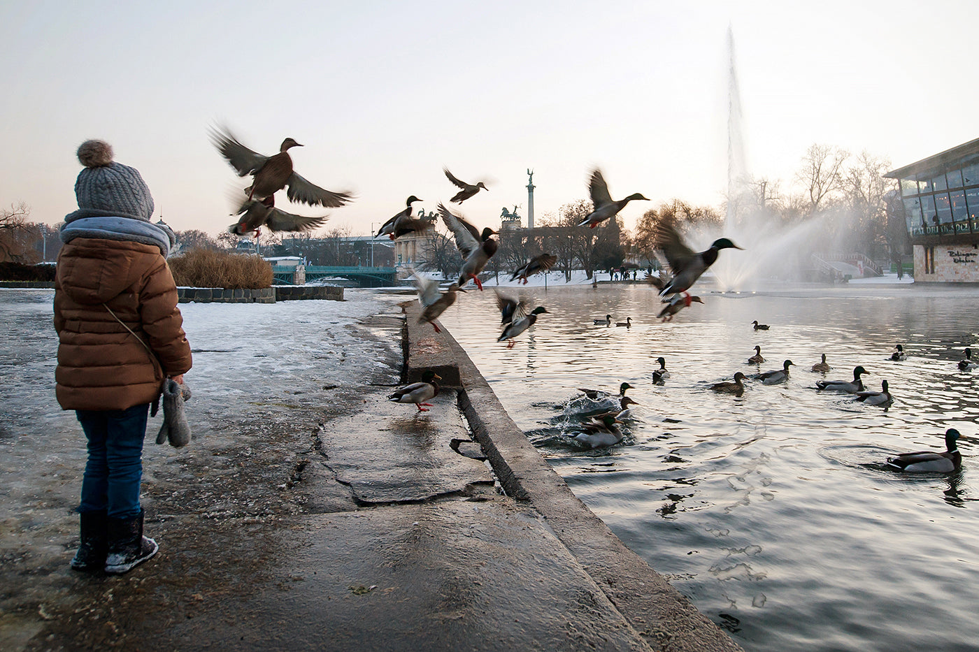 Birds at the City Park Lake in winter #1235