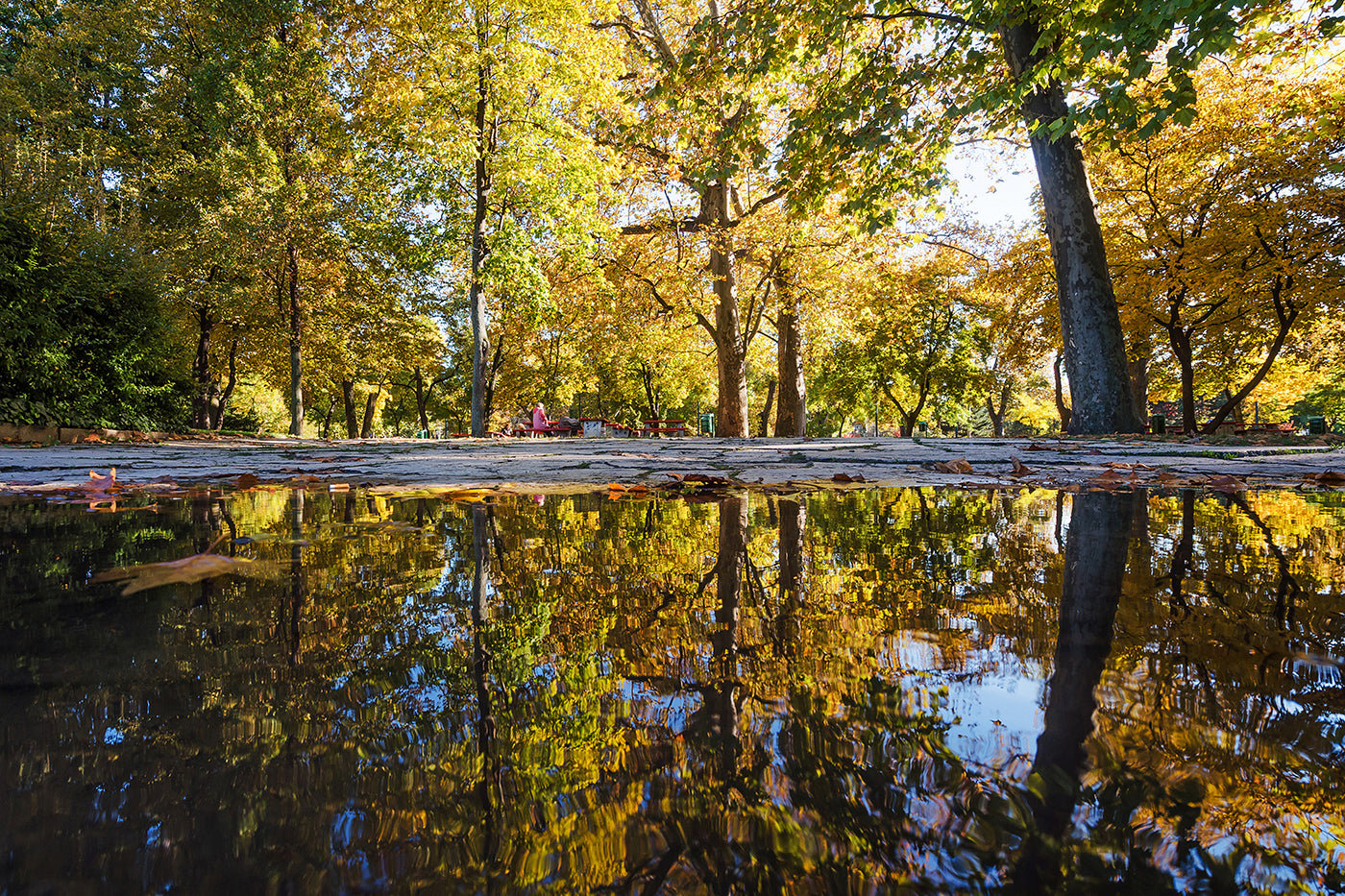 Autumn reflection in the City Park #1259