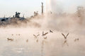 Birds at the City Park Lake in winter #1269
