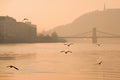 Seagulls on the Danube #1360
