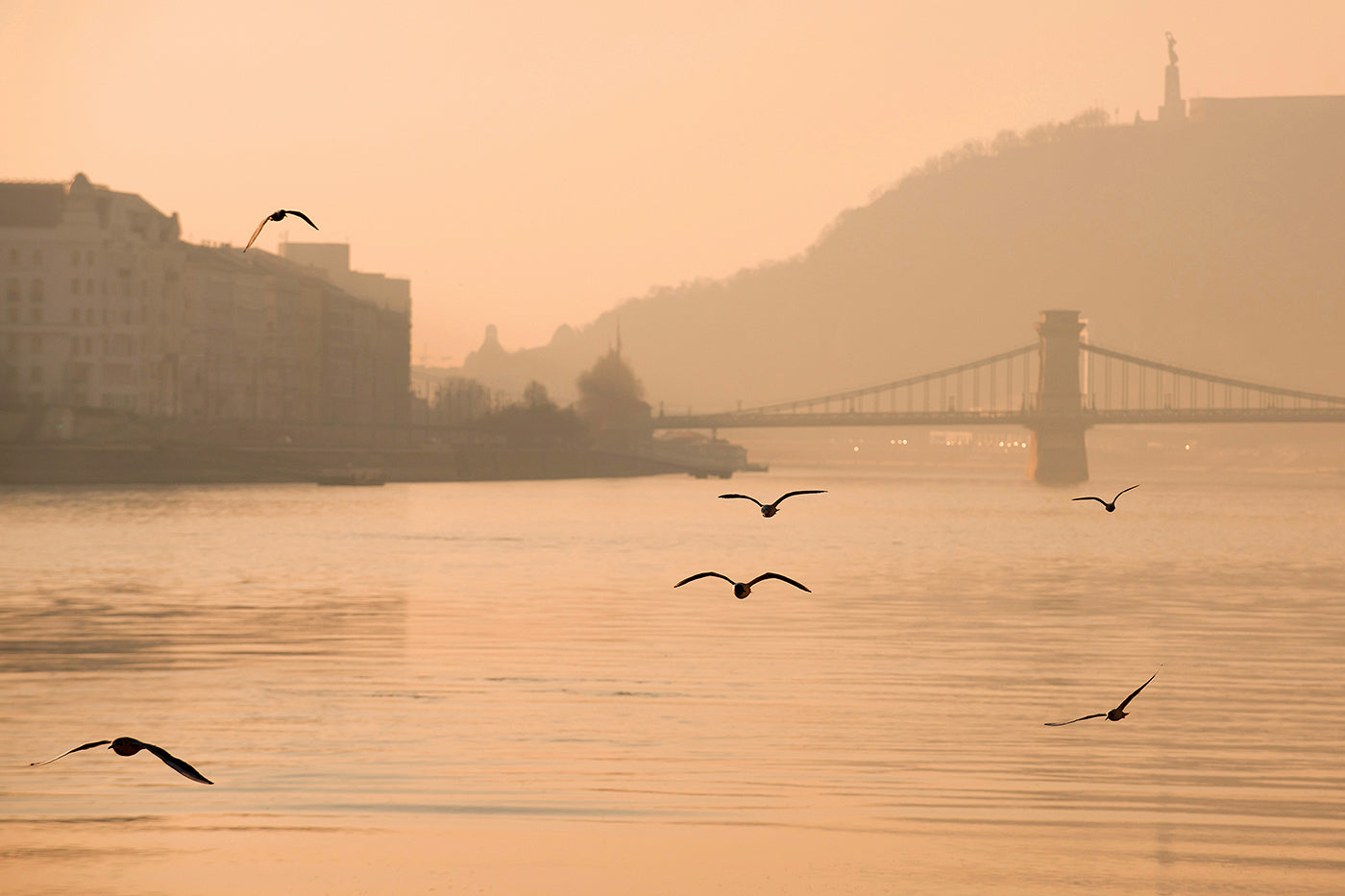 Seagulls on the Danube #1360