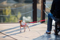 Dog in the City Park #1473