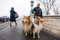 Dogs in the City Park #1487