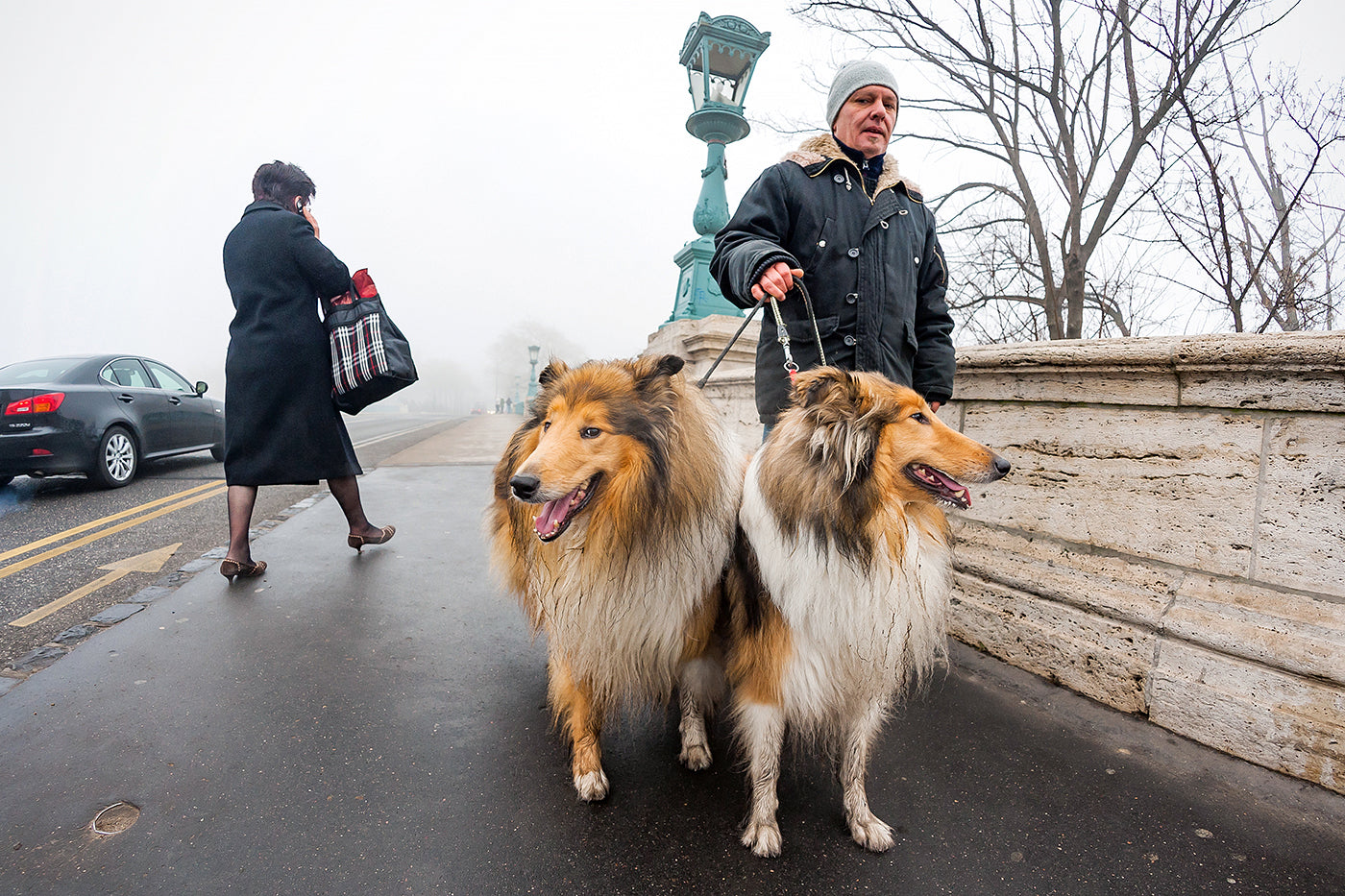 Dogs in the City Park #1487