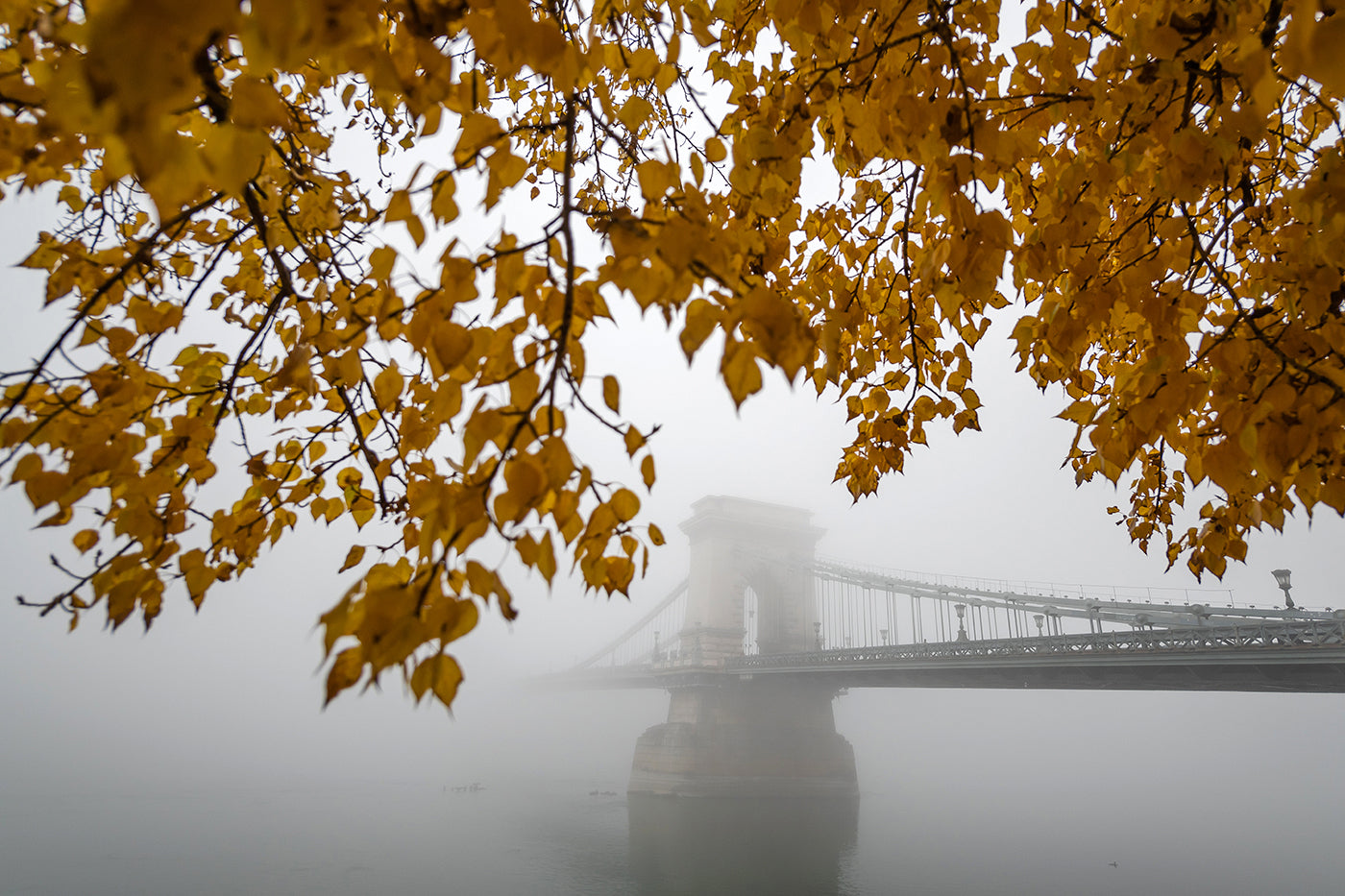 Chain Bridge in fog with autumn leaves #1629