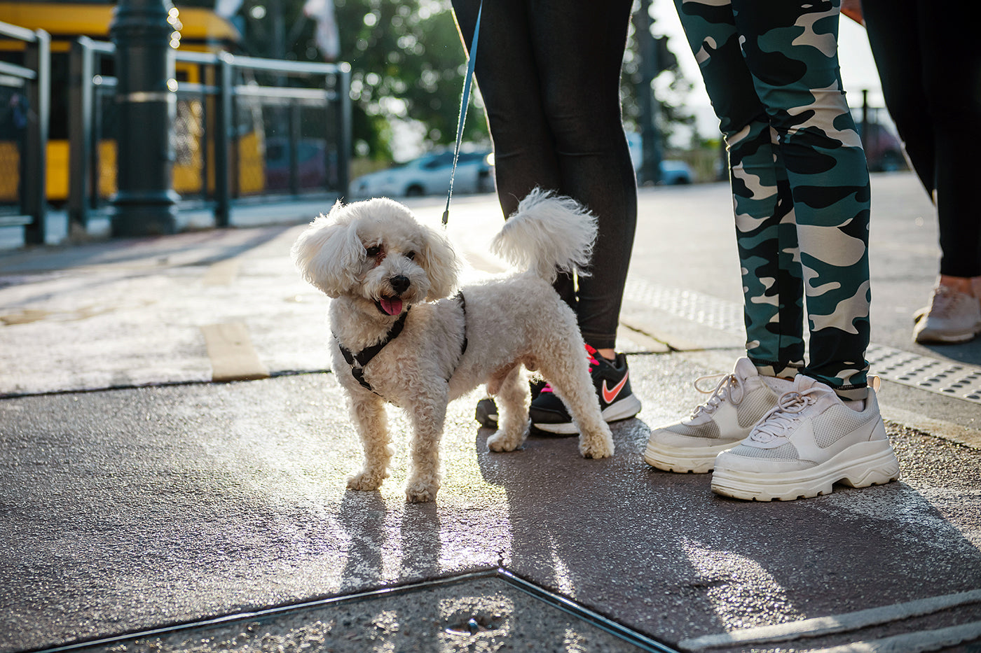 Dog at Margaret Bridge #2177
