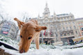 Dog in the snow in front of the New York Palace #2255