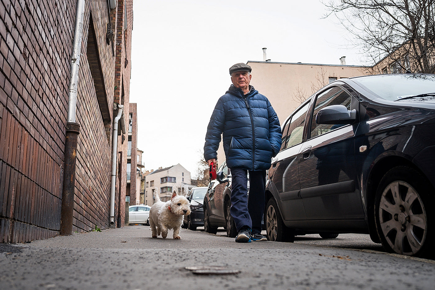 Dog walking in the 1st district #2300