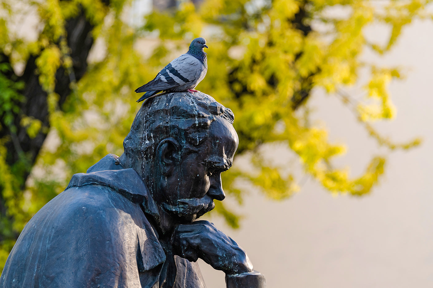 Pigeon on Taras Shevchenko Square #2341