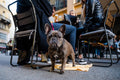 Francia bulldog az Anker közben #2997