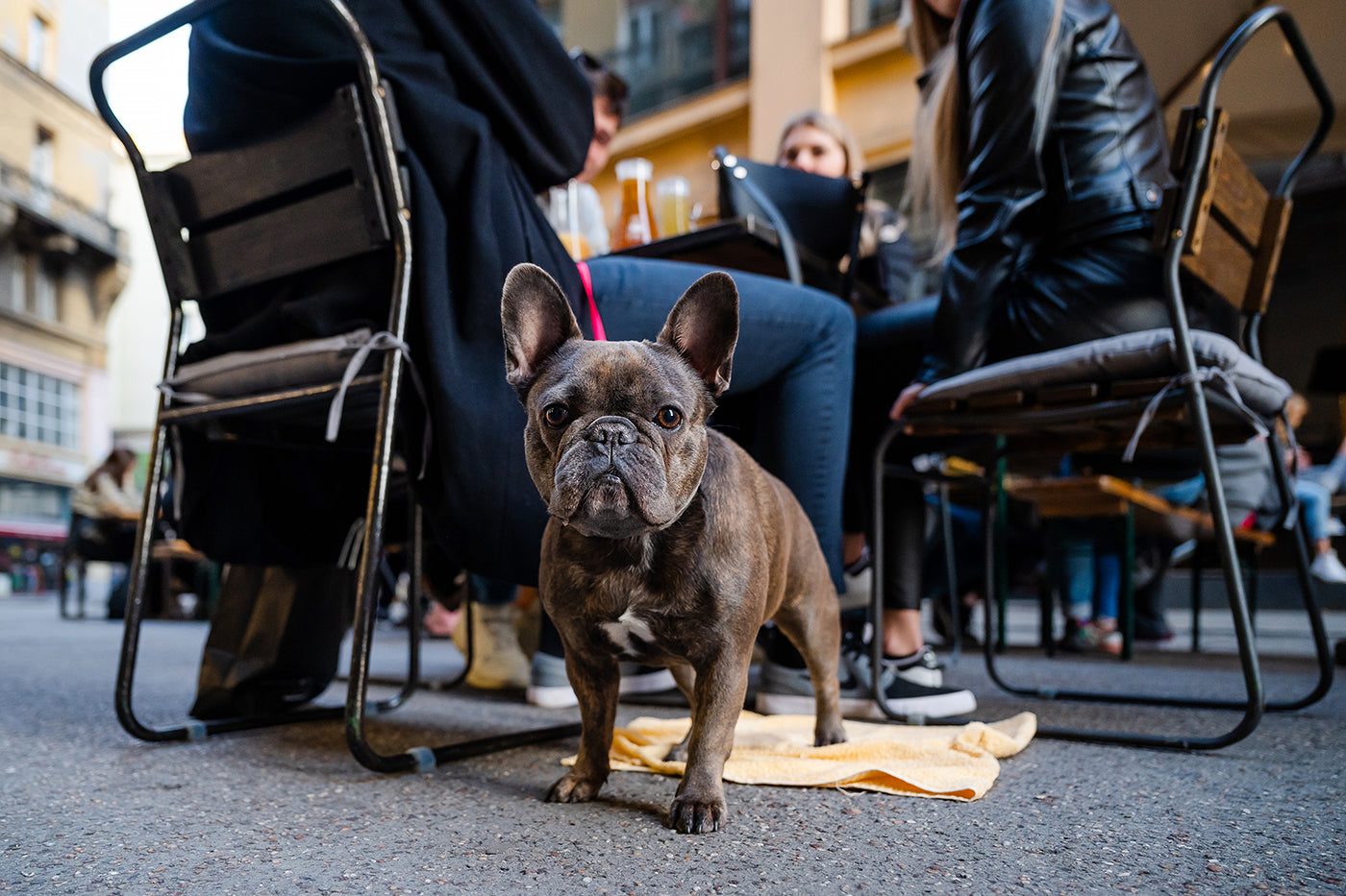 Francia bulldog az Anker közben #2997