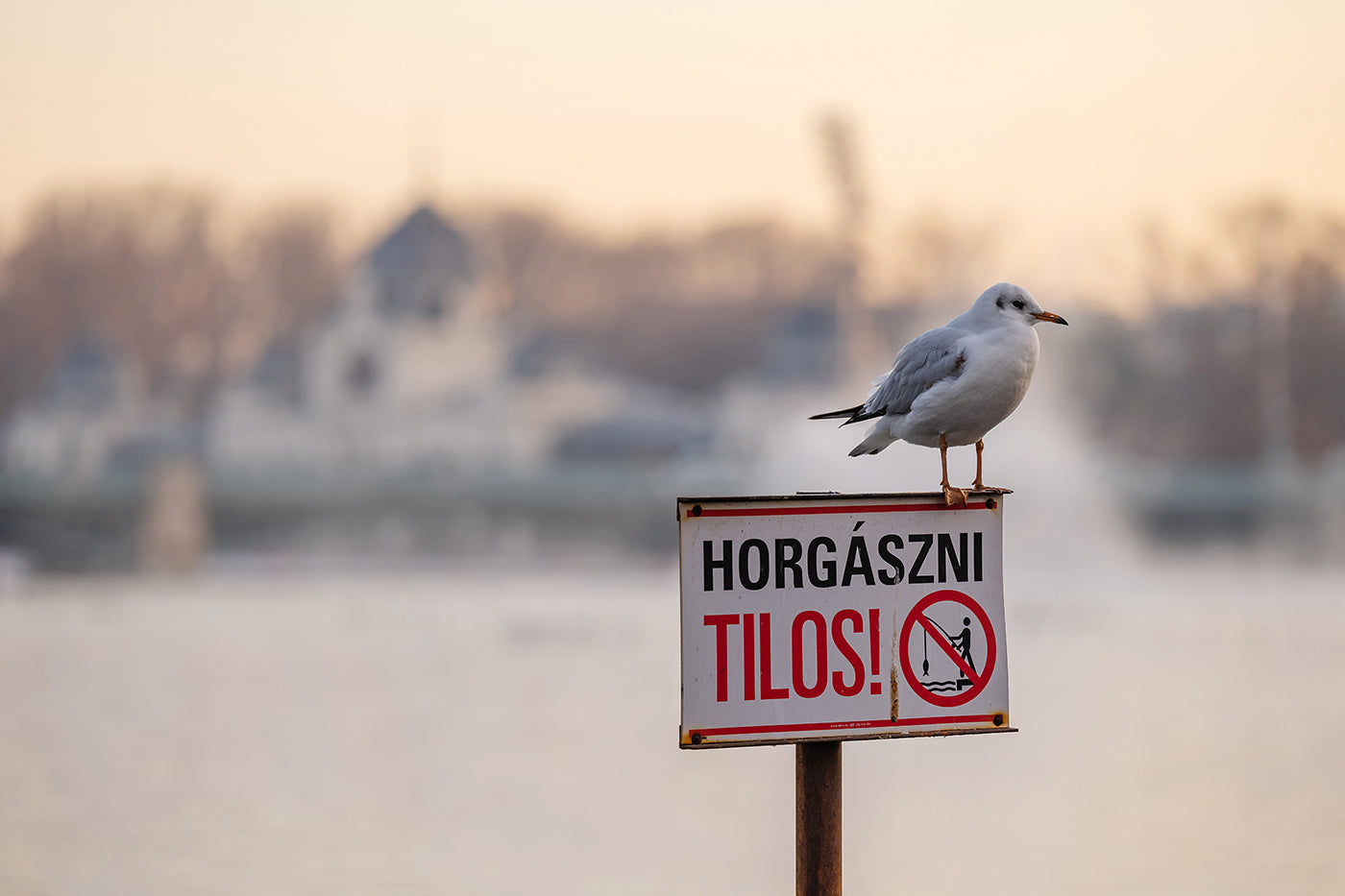 Seagull at the City Park Lake #3123