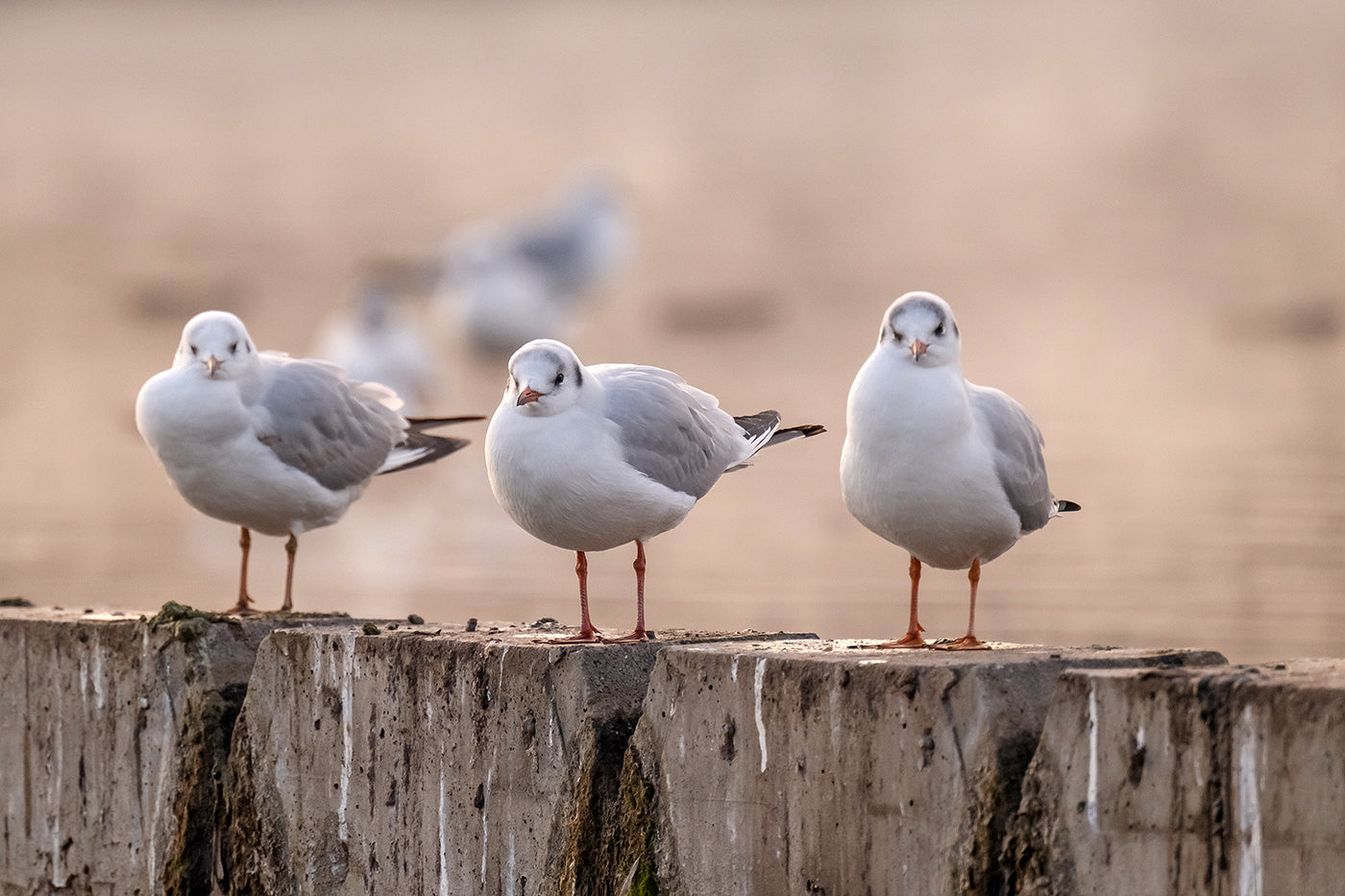 Seagulls on the City Park Lake #3125