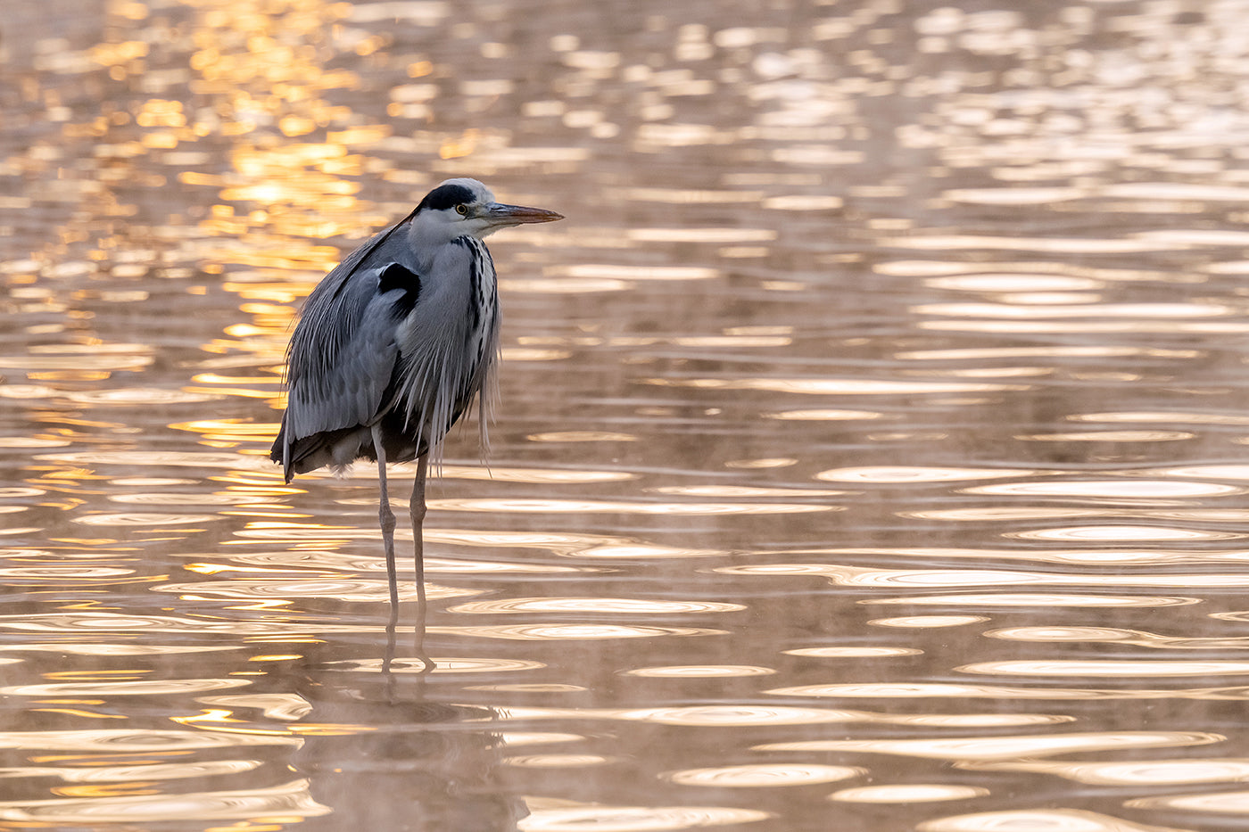 Egret on the City Park Lake #3128