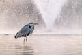 Egret on the City Park Lake #3129