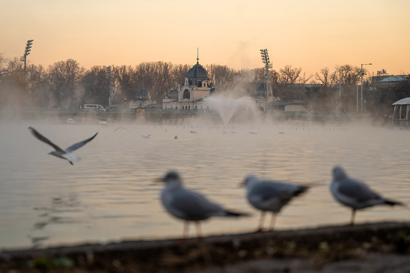 Seagulls on the City Park Lake #3131