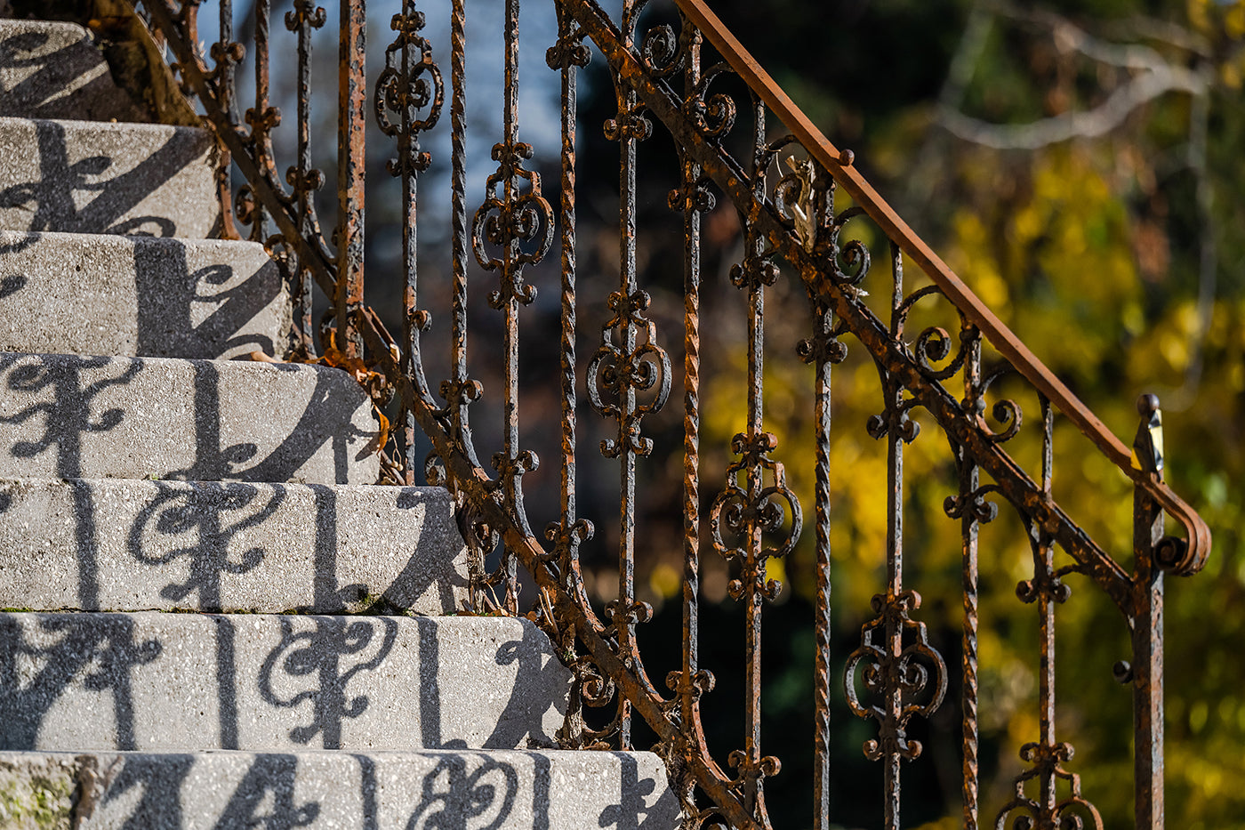 Afternoon shadows in the Buda Arboretum #3323