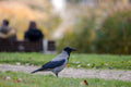 Crow at Bottomless Lake #3347