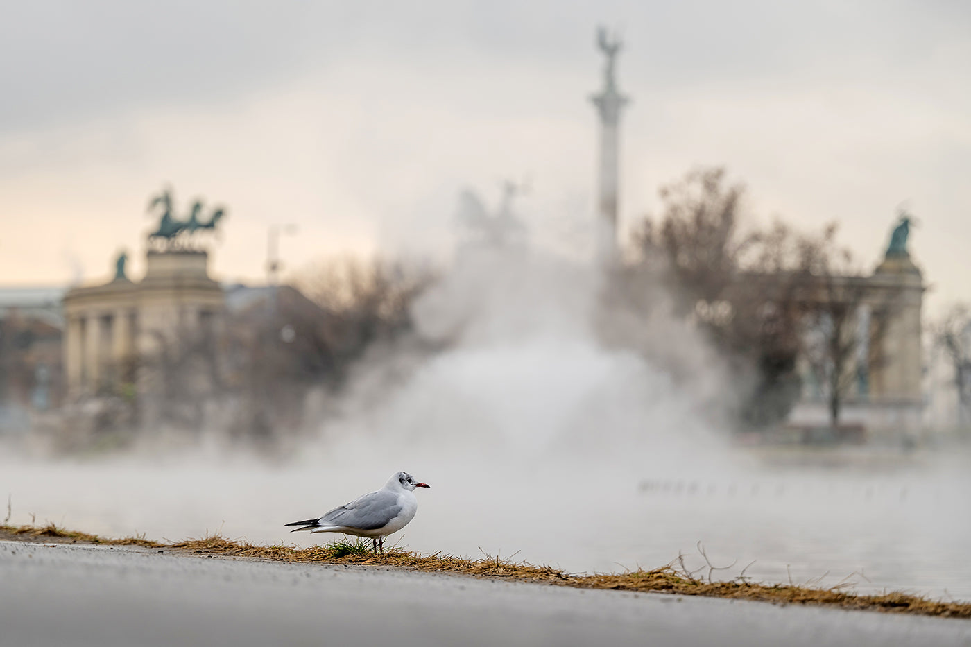Seagull at the City Park Lake #3395