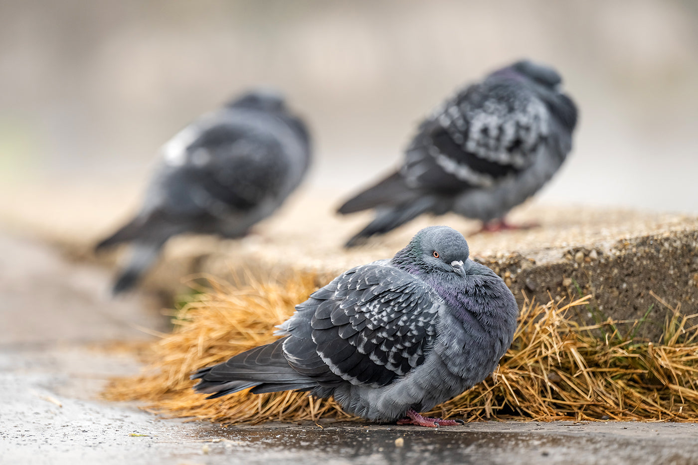 Pigeons chilling at the City Park Lake #3399