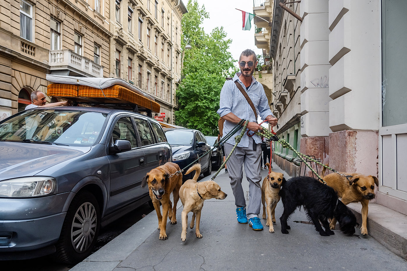 Dog walking on Szív Street #4211