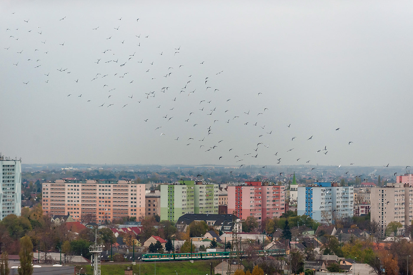 Birds over Csepel #4546