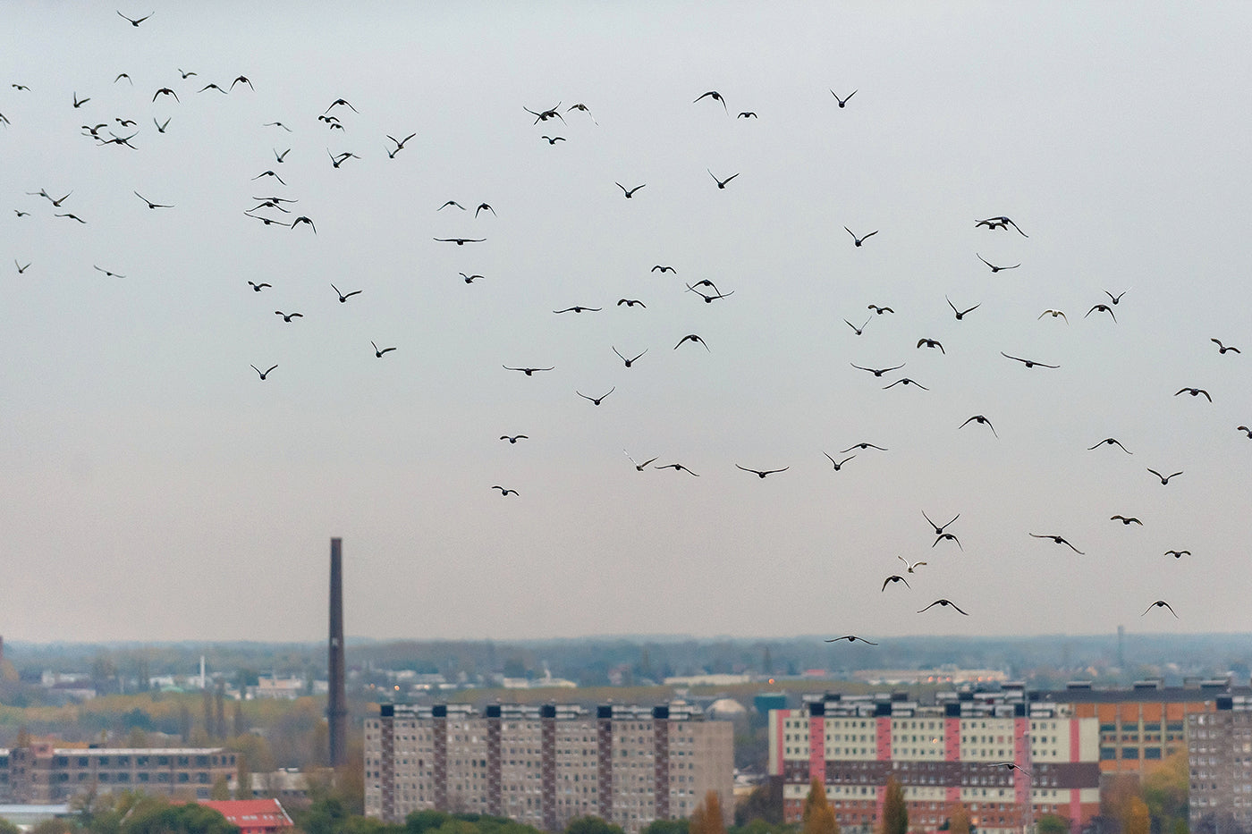 Birds over Csepel #4547