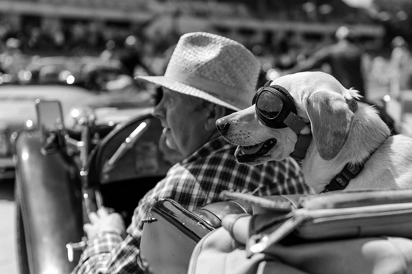 Kutya egy oldtimer találkozón a Velodrom Millenárison #5235