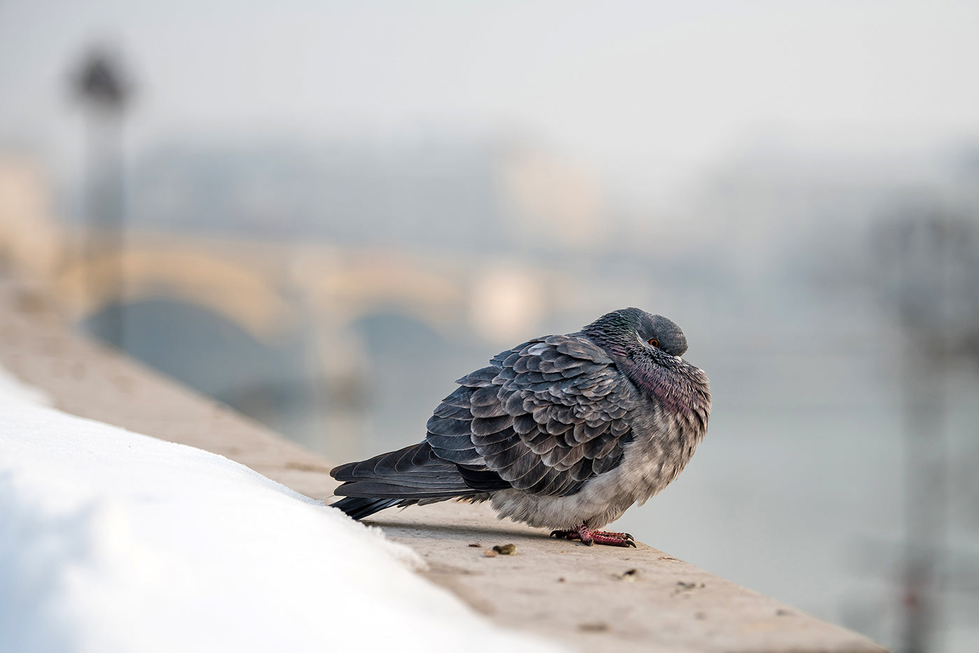A pigeon chilling at Margaret Bridge #5242