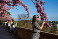 Cherry blossoms on the Tóth Árpád promenade #5660