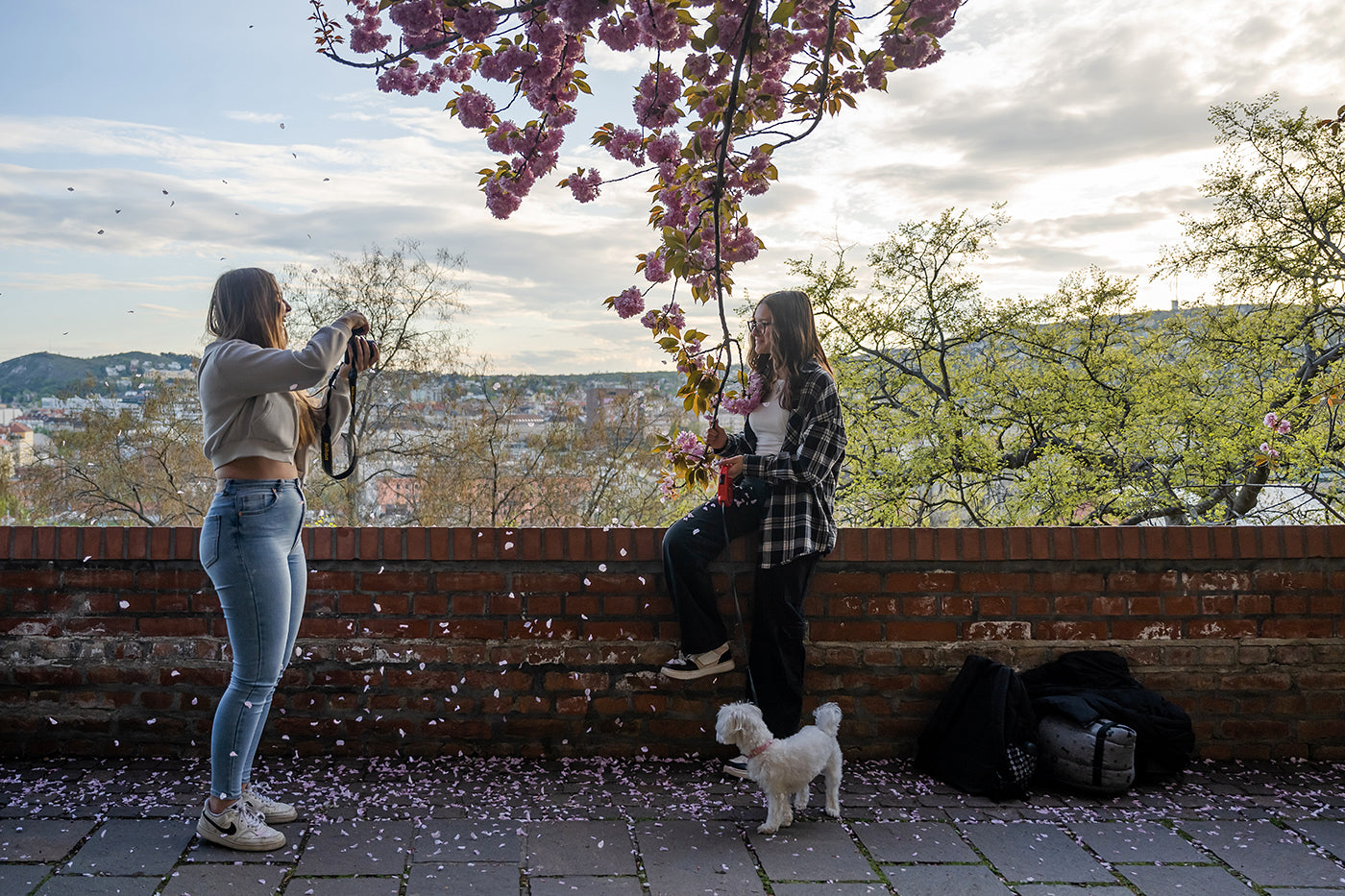 Cherry blossoms on the Tóth Árpád promenade #5665