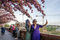 Cherry blossoms on the Tóth Árpád promenade #5667