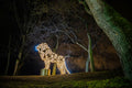 Lumina Park a Margitszigeten #5712